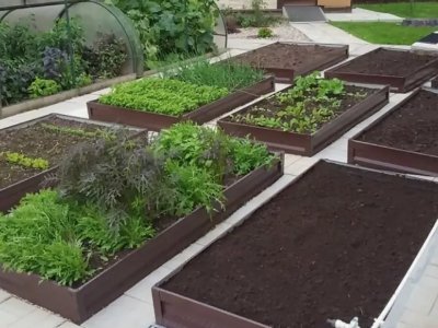 грядки с растениями